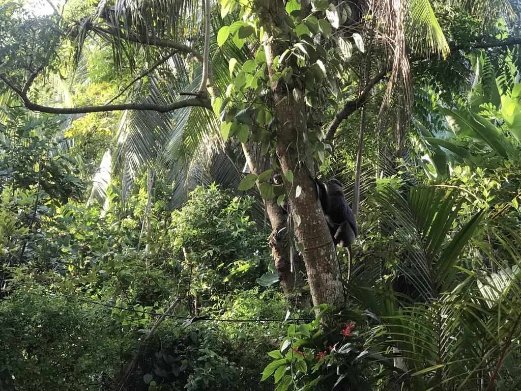 Mount Nature Villa 希克杜沃 外观 照片