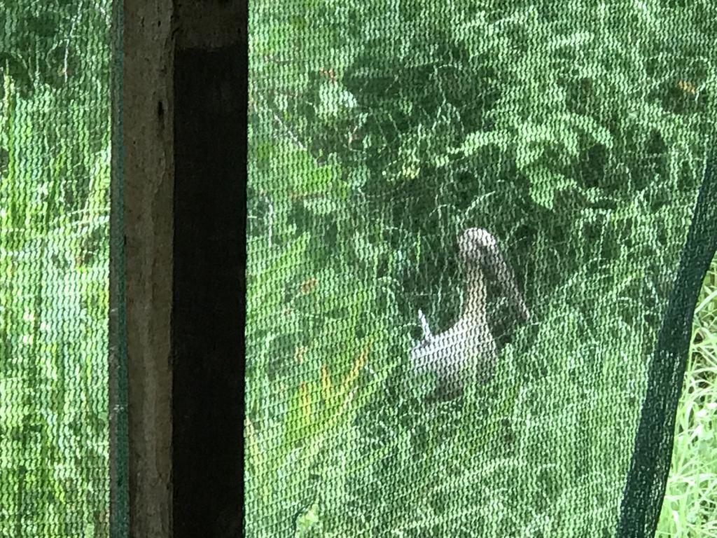 Mount Nature Villa 希克杜沃 客房 照片