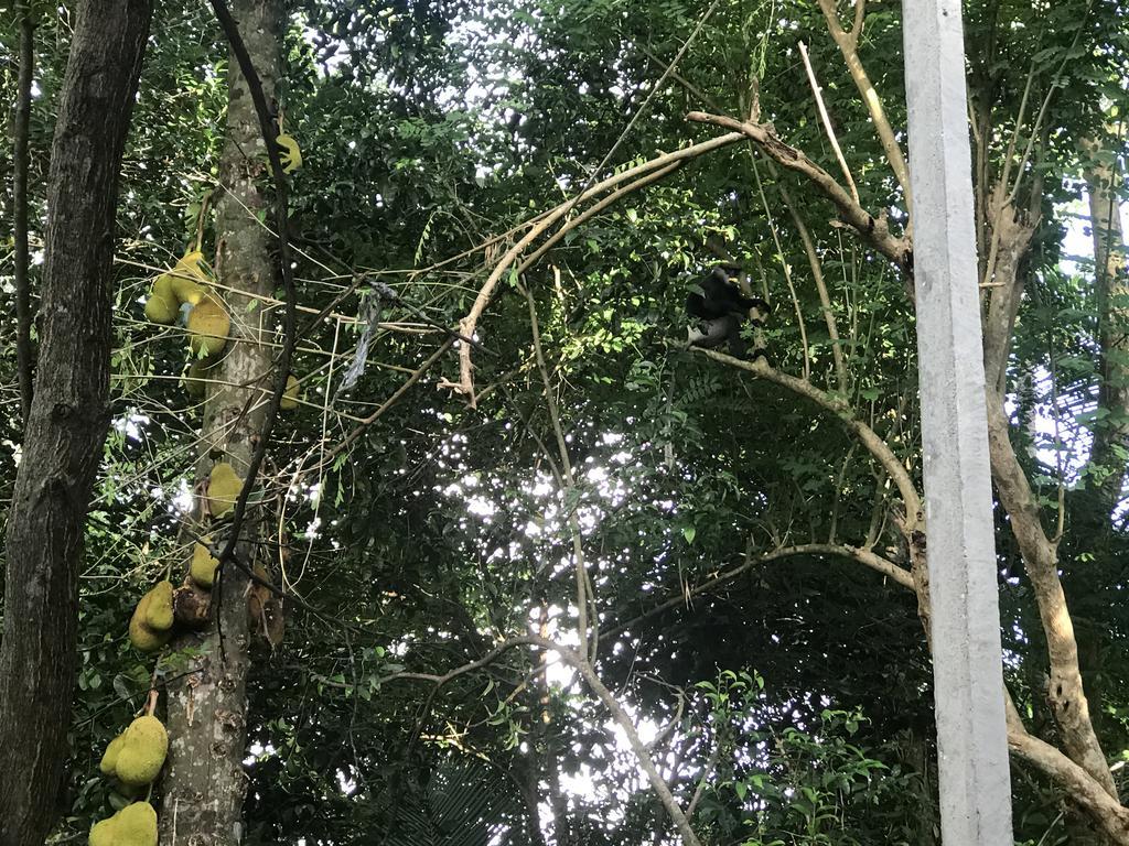 Mount Nature Villa 希克杜沃 客房 照片